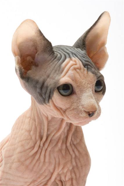 sphynx2.jpg