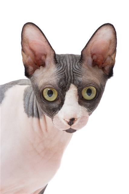 sphynx6.jpg