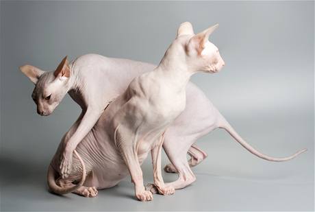 sphynx8.jpg