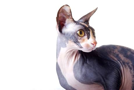 sphynx10.jpg