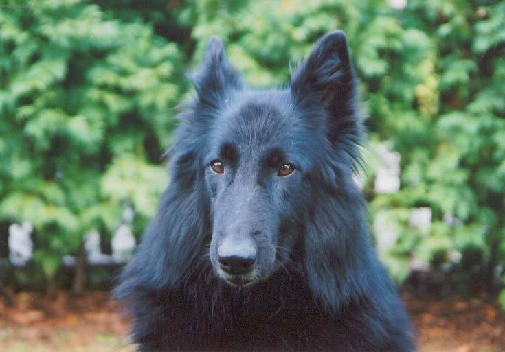 Groenendael3.jpg