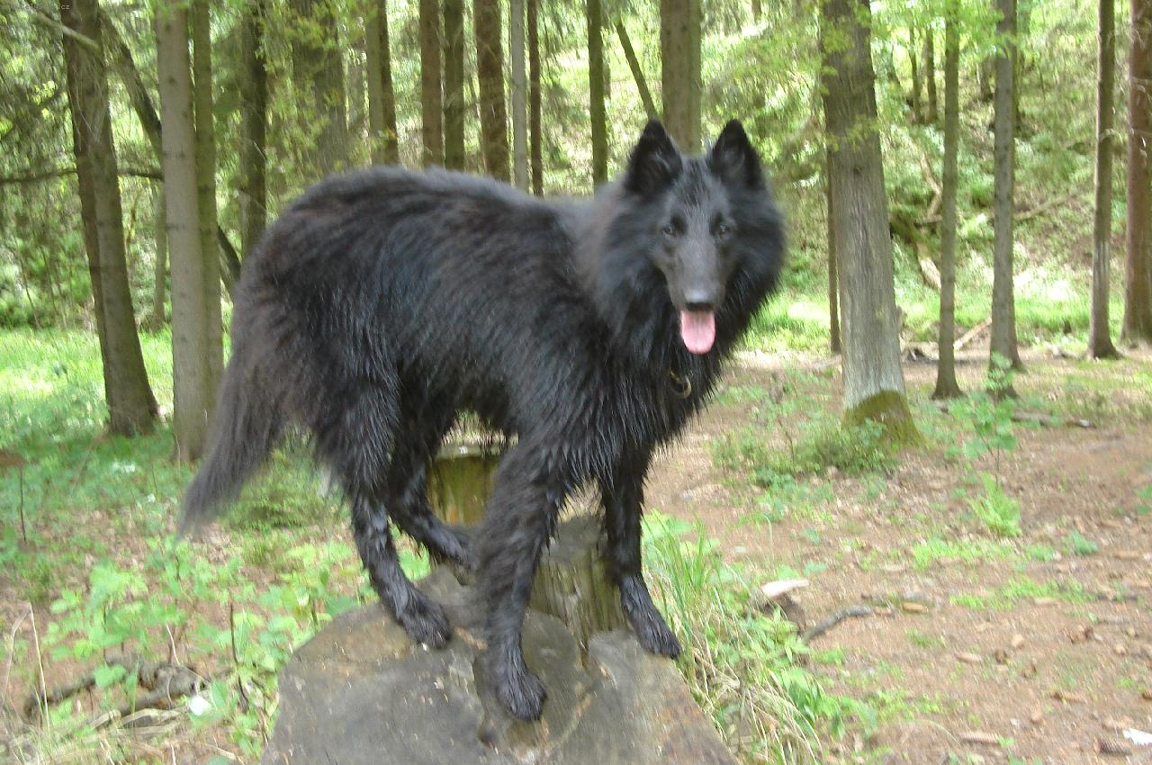 Groenendael4.jpg