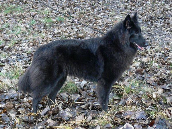 Groenendael6.jpg
