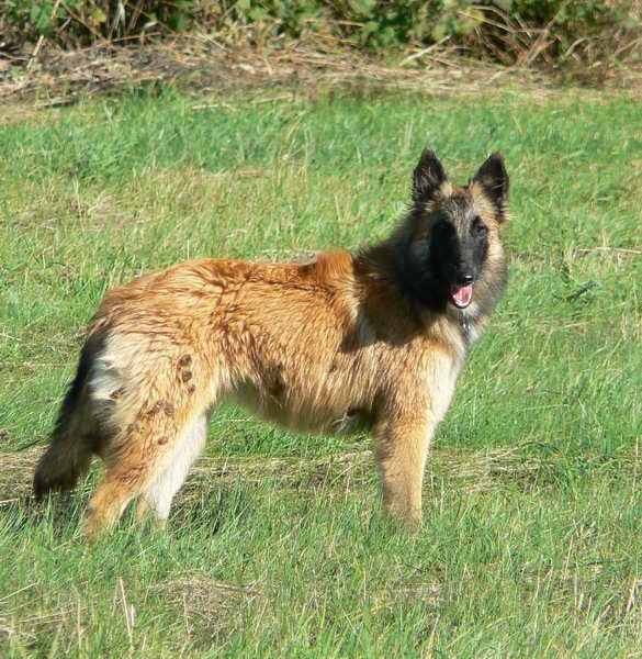 Tervueren6.jpg